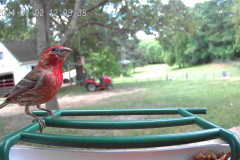 Bird Feeders