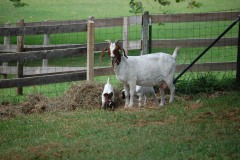 GOATS-158