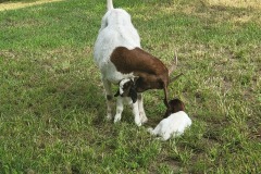 GOATS-2