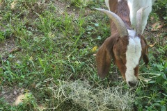 GOATS-6