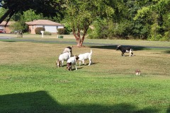 GOATS20240711_172314