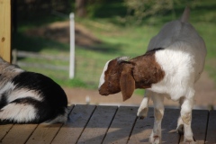 goats-zzDSC_0004