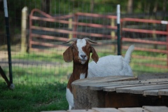 goats-zzDSC_0006