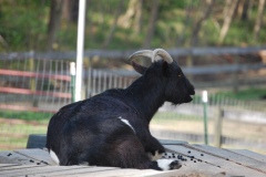 goats-zzDSC_0007