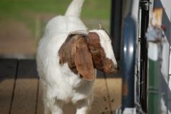 goats-zzDSC_0009