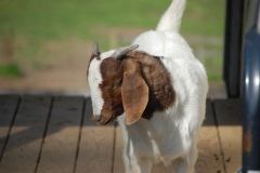 goats-zzDSC_0011