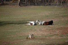 HORSES_0002