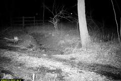 TRAIL-CAMERA-102