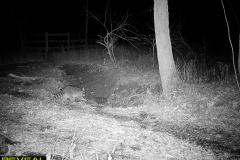 TRAIL-CAMERA-105