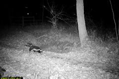 TRAIL-CAMERA-107