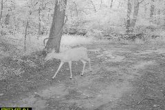 TRAIL-CAMERA-111