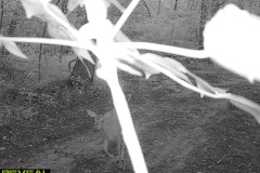 TRAIL-CAMERA-116