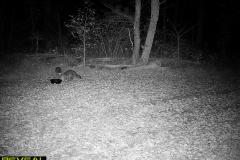 TRAIL-CAMERA-117