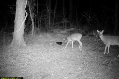 TRAIL-CAMERA-122