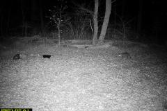 TRAIL-CAMERA-126