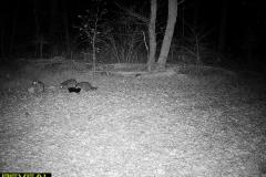 TRAIL-CAMERA-129