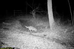 TRAIL-CAMERA-13