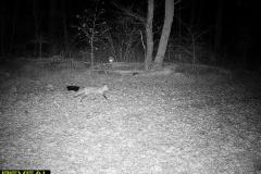 TRAIL-CAMERA-130