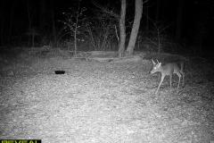 TRAIL-CAMERA-134