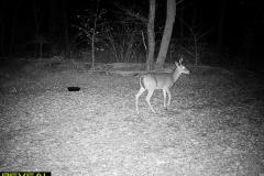 TRAIL-CAMERA-135