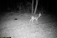 TRAIL-CAMERA-136