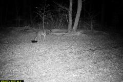 TRAIL-CAMERA-138