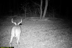 TRAIL-CAMERA-139