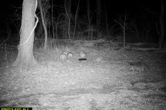 TRAIL-CAMERA-147