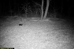 TRAIL-CAMERA-148