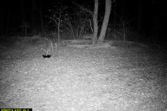 TRAIL-CAMERA-149