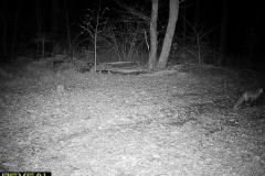 TRAIL-CAMERA-155