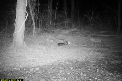 TRAIL-CAMERA-157