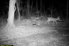 TRAIL-CAMERA-161