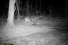 TRAIL-CAMERA-162