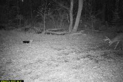 TRAIL-CAMERA-163