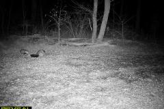 TRAIL-CAMERA-167