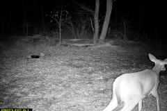 TRAIL-CAMERA-173