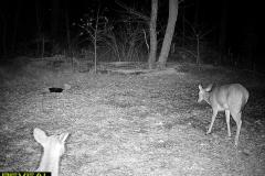 TRAIL-CAMERA-174