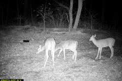 TRAIL-CAMERA-178