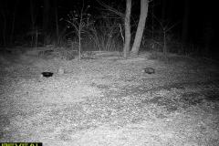 TRAIL-CAMERA-181