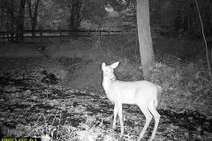 TRAIL-CAMERA-184