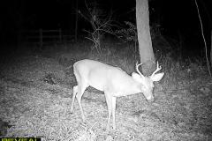 TRAIL-CAMERA-185