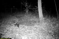 TRAIL-CAMERA-187