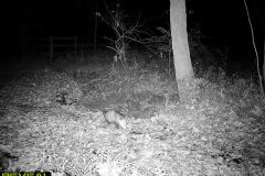 TRAIL-CAMERA-188