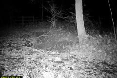 TRAIL-CAMERA-189