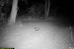 TRAIL-CAMERA-199