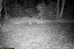 TRAIL-CAMERA-200