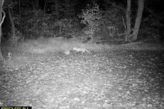 TRAIL-CAMERA-201