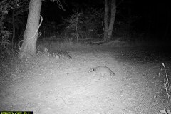 TRAIL-CAMERA-202