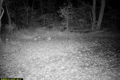 TRAIL-CAMERA-203